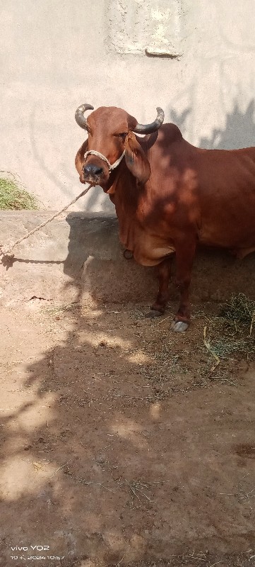 ગાય વેચવાની છે