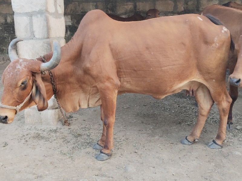 ગાય દેવી છે