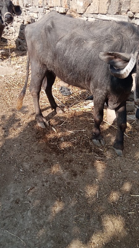 વેચવાનું છે