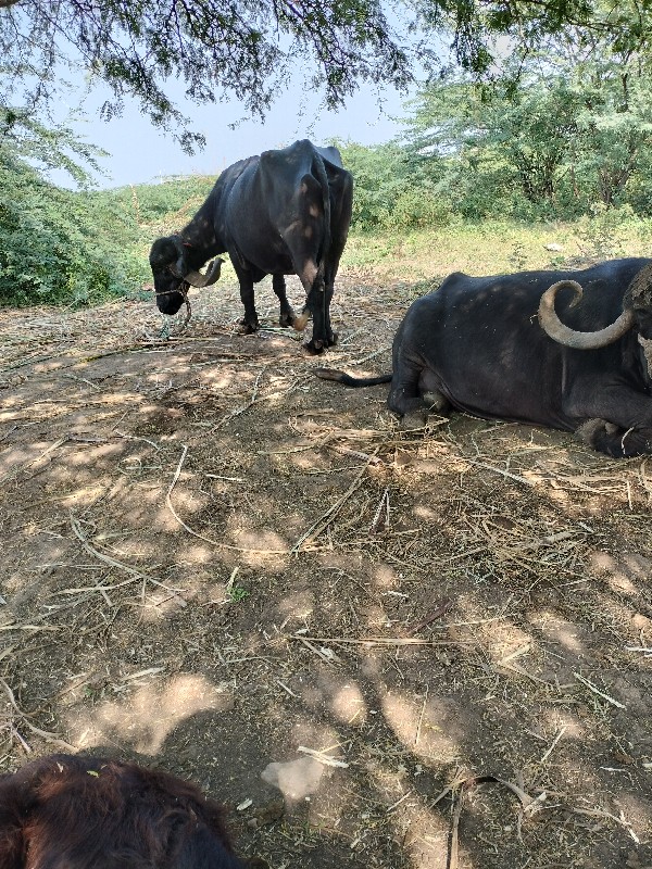 બે ભેંસ વેચવાની...