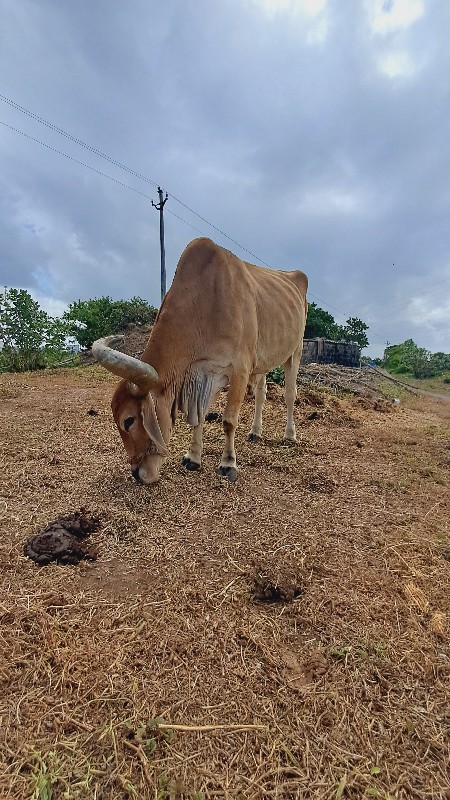 બળદ વેચવાના છે