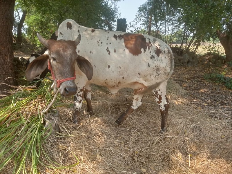 ગાય છે