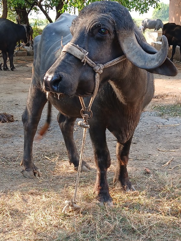 ખડેલી વેસવાની સ...