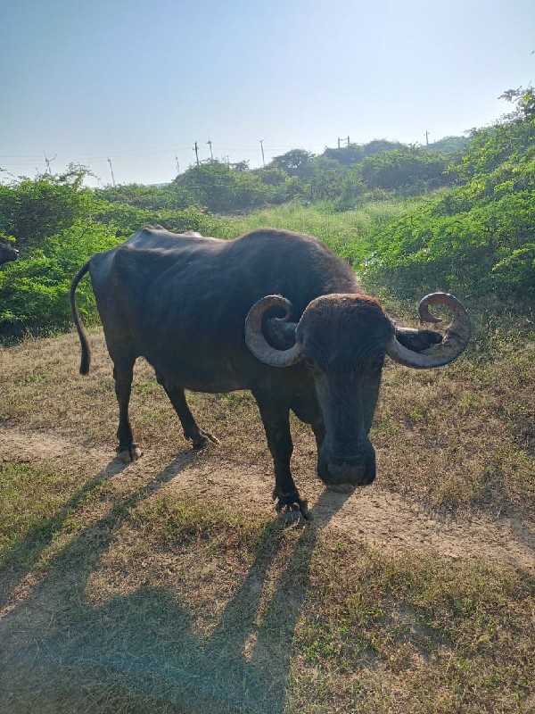 બે ના પાટોડા નથ...