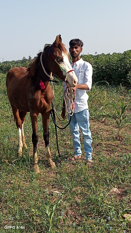 વછેરી વેચવાની છ...