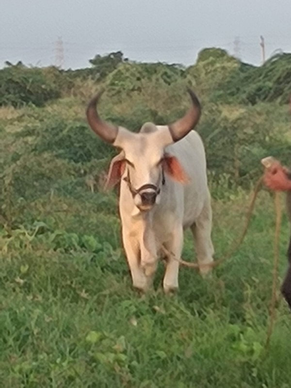 બળદ વેચવાના છે