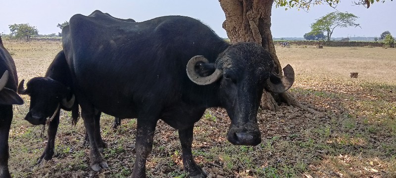 વેસવાની સે