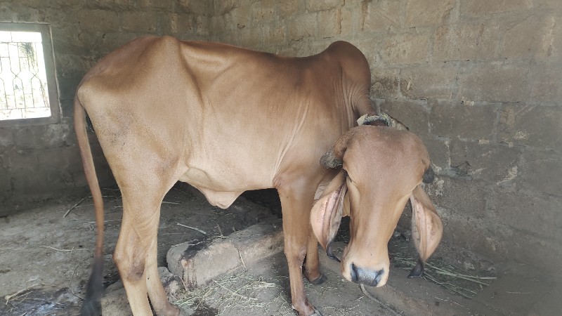 ગીર હોળકી વેચવા...