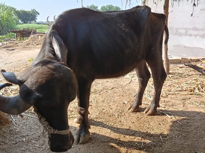 ખડેલુલું વેંચવા...