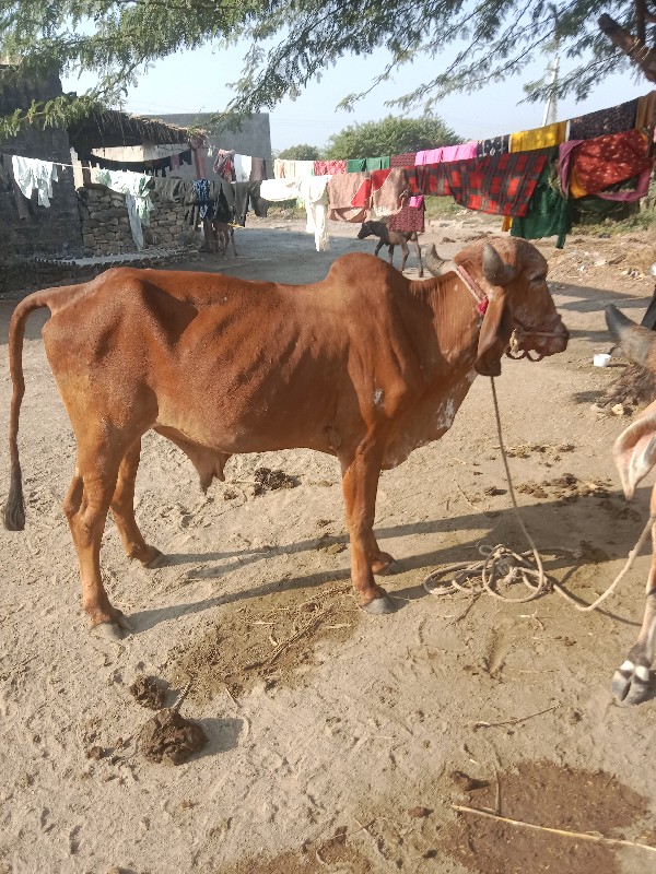 ગોધલો‌ વૈચવાનો‌...