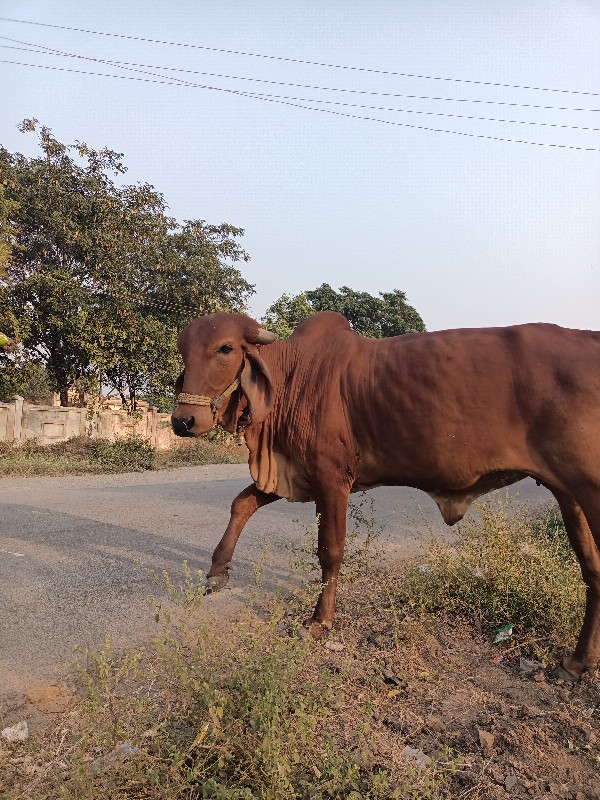 ગાય