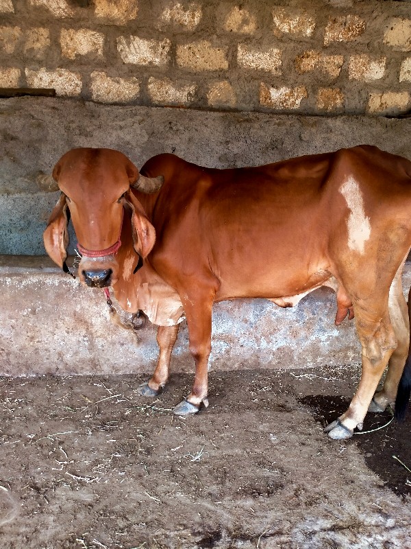 ગાય વચડી વેચવાન...