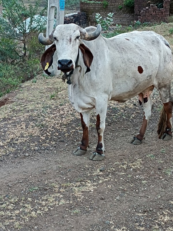 લીલડી.ગાય.વેચવા...