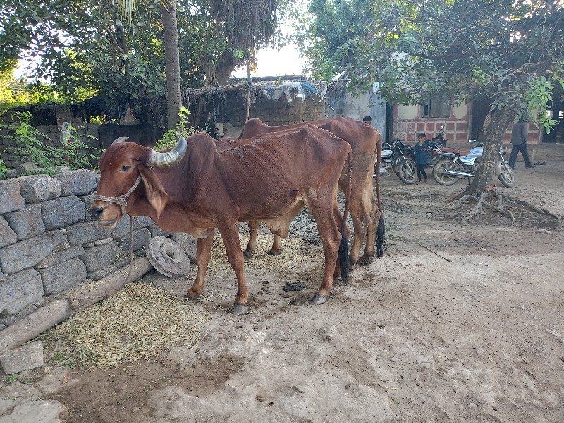 બળદ વેચવાના છે