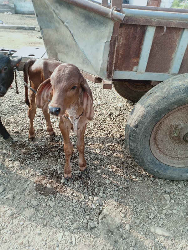 ગાય વેચવાની છે