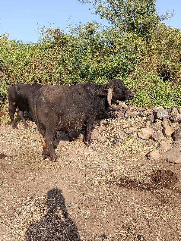 ભેશ વેસવાની સે