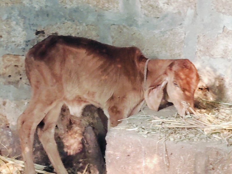 ગીર ગાય વેચવાની...