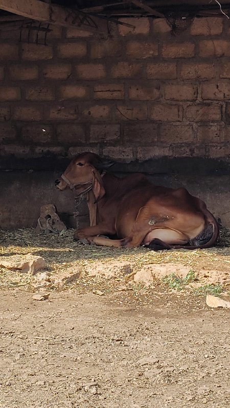 ગાય વેસ્વાની સે