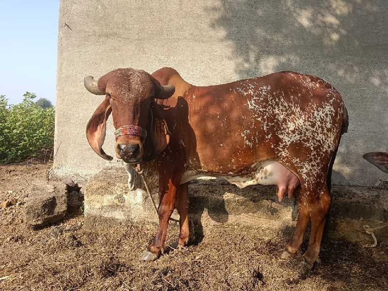 કાબરી ગાય