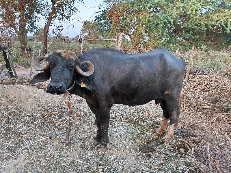 બેસવા ની છે