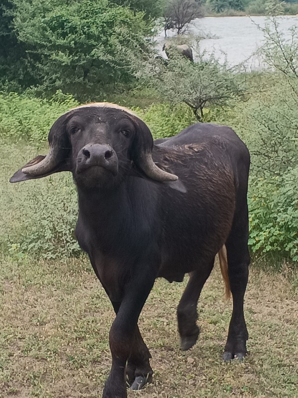 પાડો વેચવાનો છે