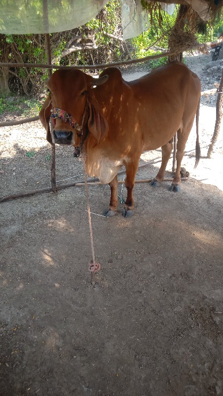 ગીર ગાય વેચવાની...