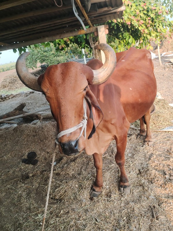 બરધ વેચવાનો છે...