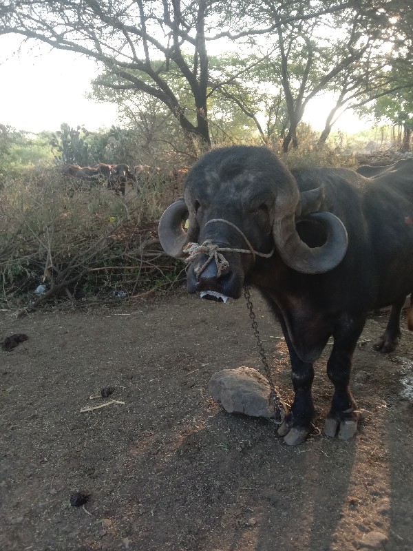 પાડોવેચવાનોછે