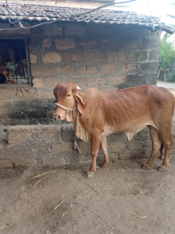 ગીર હોડકી વેચવા...