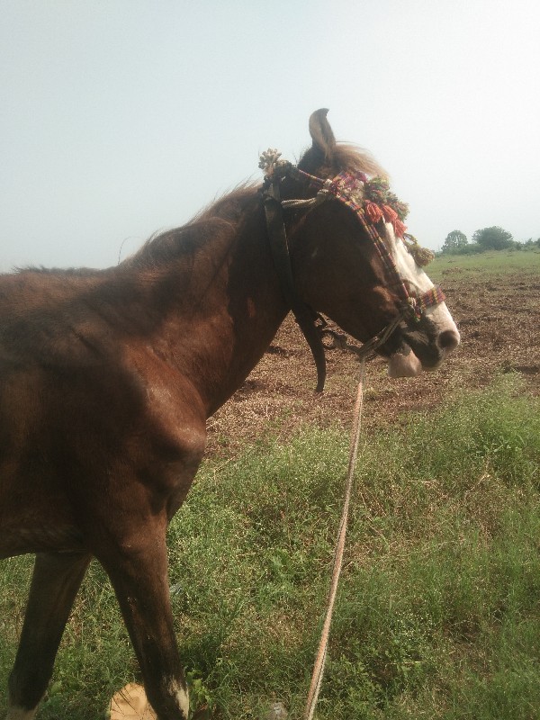 આઘોડિનૂશાટુ કરવ...