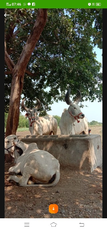 બળદ વેચવાના છે