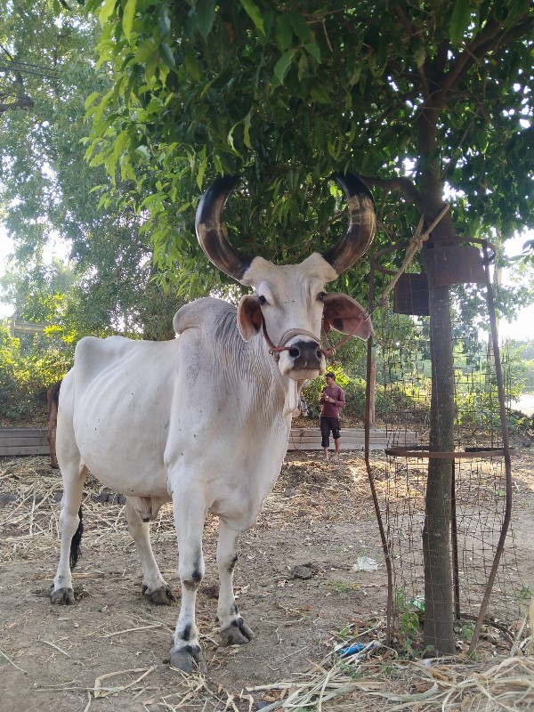 બળદ વેચવાનો છે