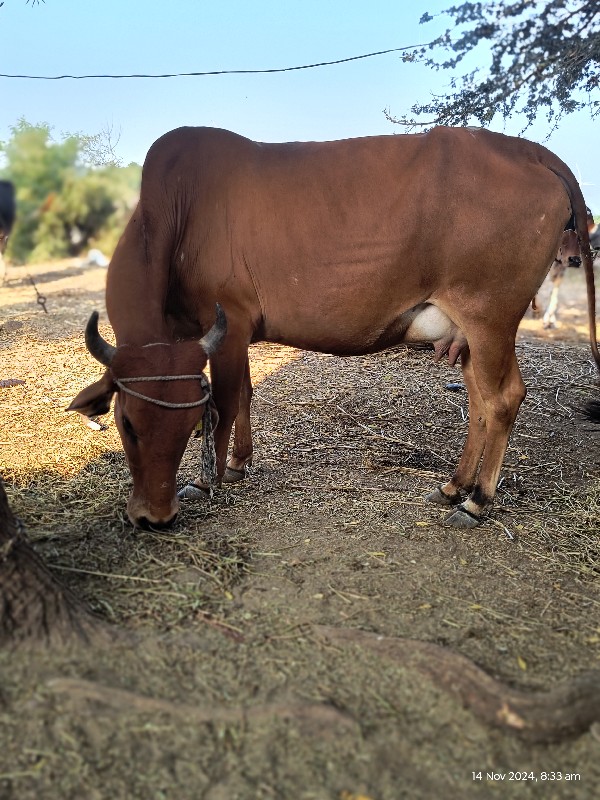 બીજું વેતર