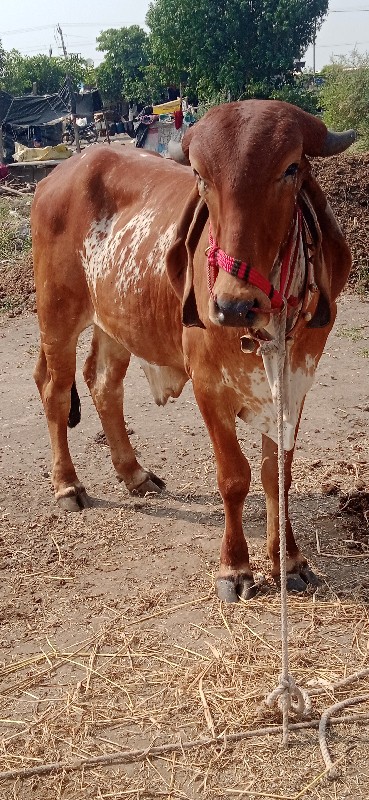 અરવિંદ દેવીપુજક