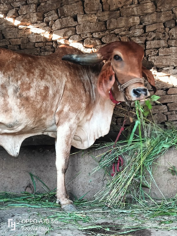 ગાય વેચવાની છે