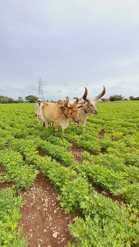 બળદ વેચવાના છે