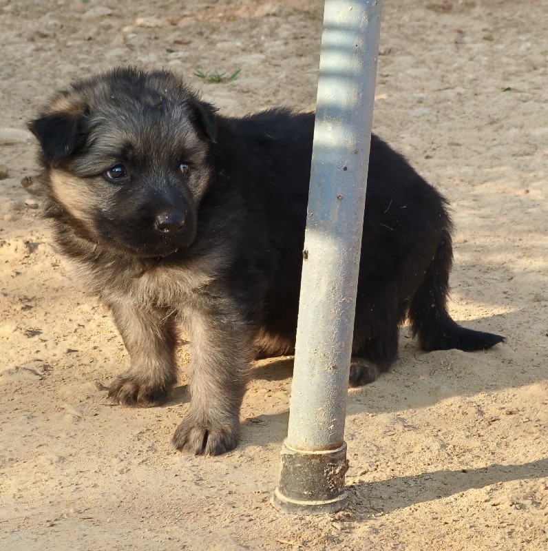 German Shepherd