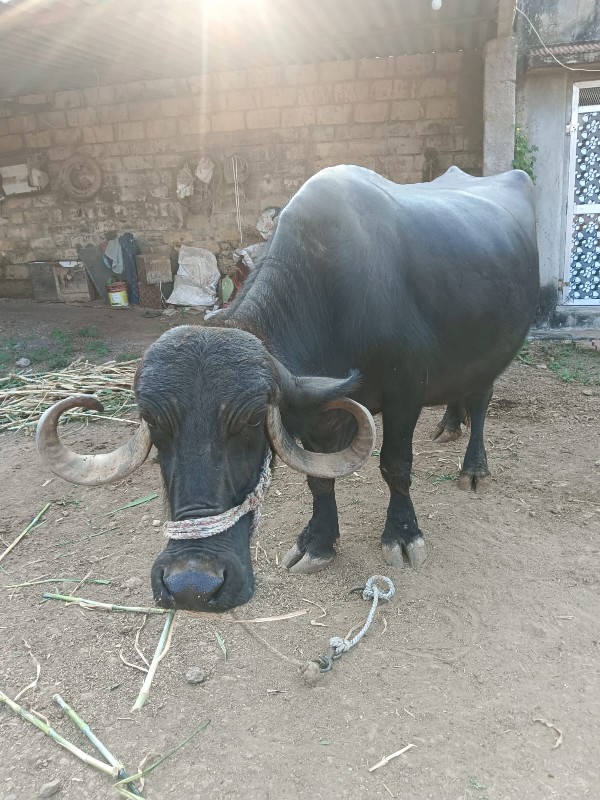 ત્રીજા વેતરની ભ...