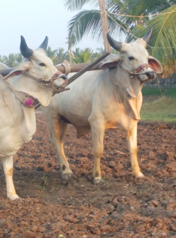 ગોઢલા વેચવાના છ...