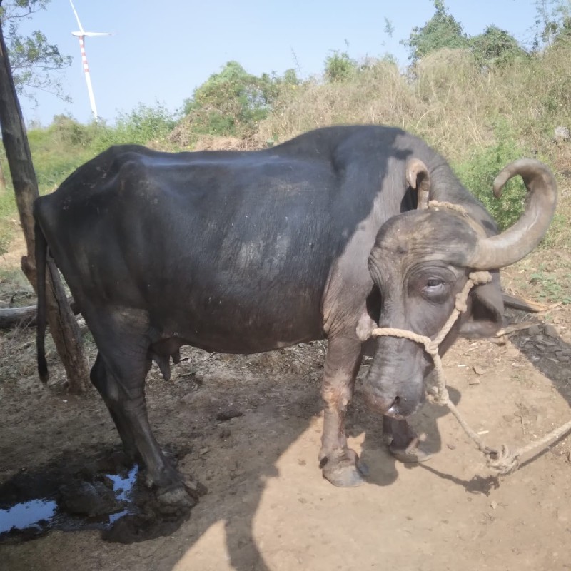 વેચવાની છે