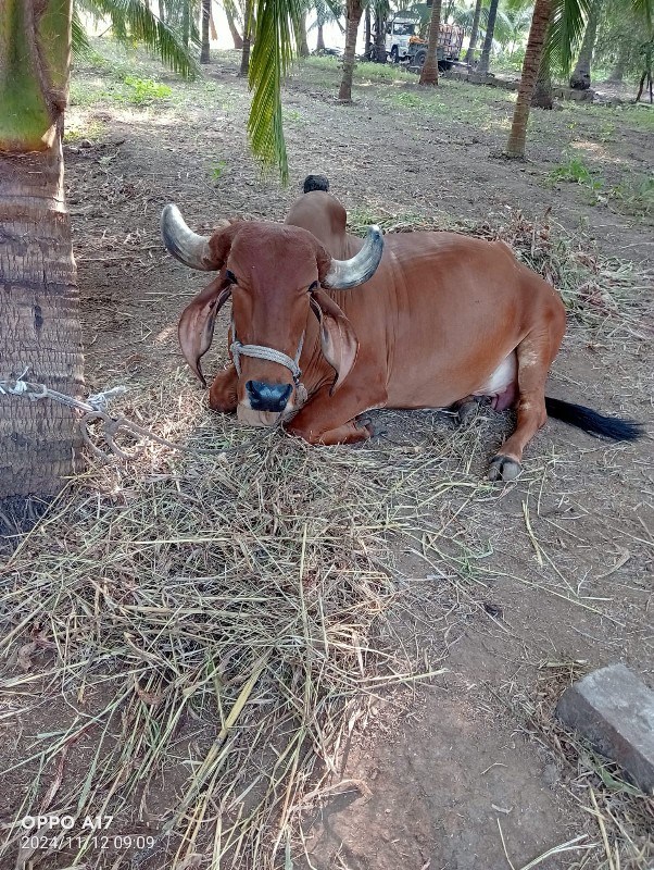 ગાય વેચવાની છે