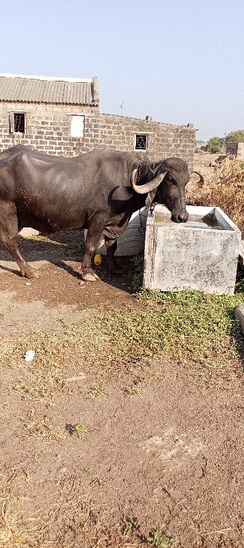 ભેંસ વેચવાની છે...