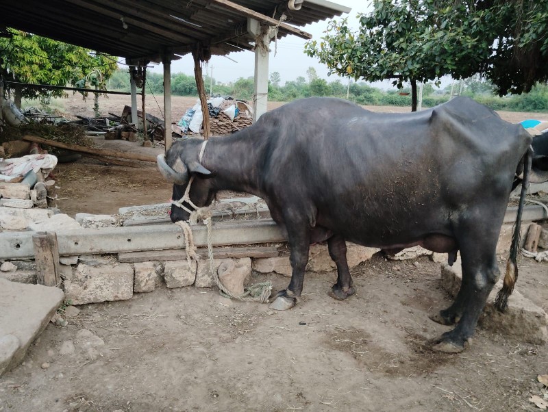 ભેસ  વેસવાની  છ...