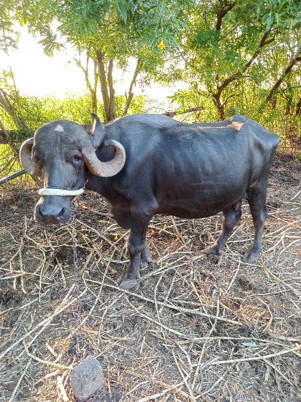 ભેંસ વેચવાની છે