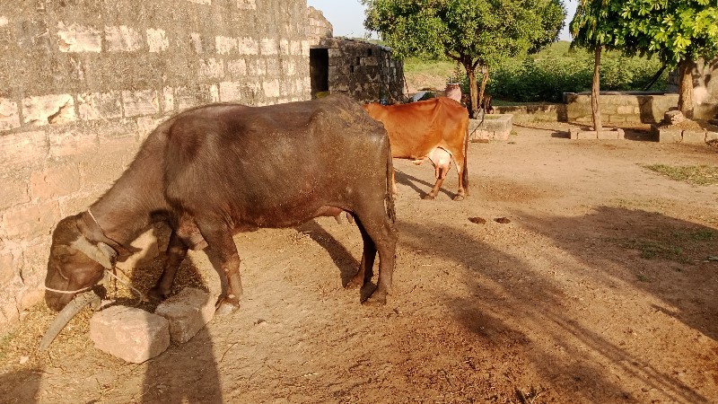 ભેંસ વેચવાની છે...