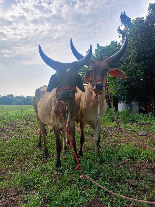 ઘોધલા વેચવા ના...