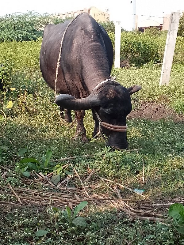 ભેસબીજુવેતરવિયા...