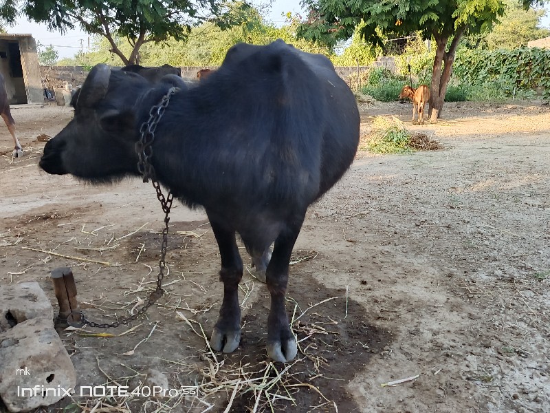 ભેસ વેચવાની છે