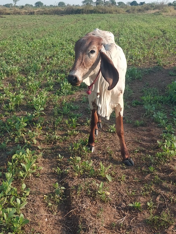 વાશડી