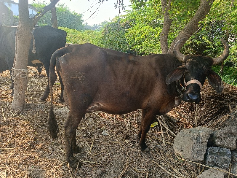 આ જર્સી ગાય વેચ...